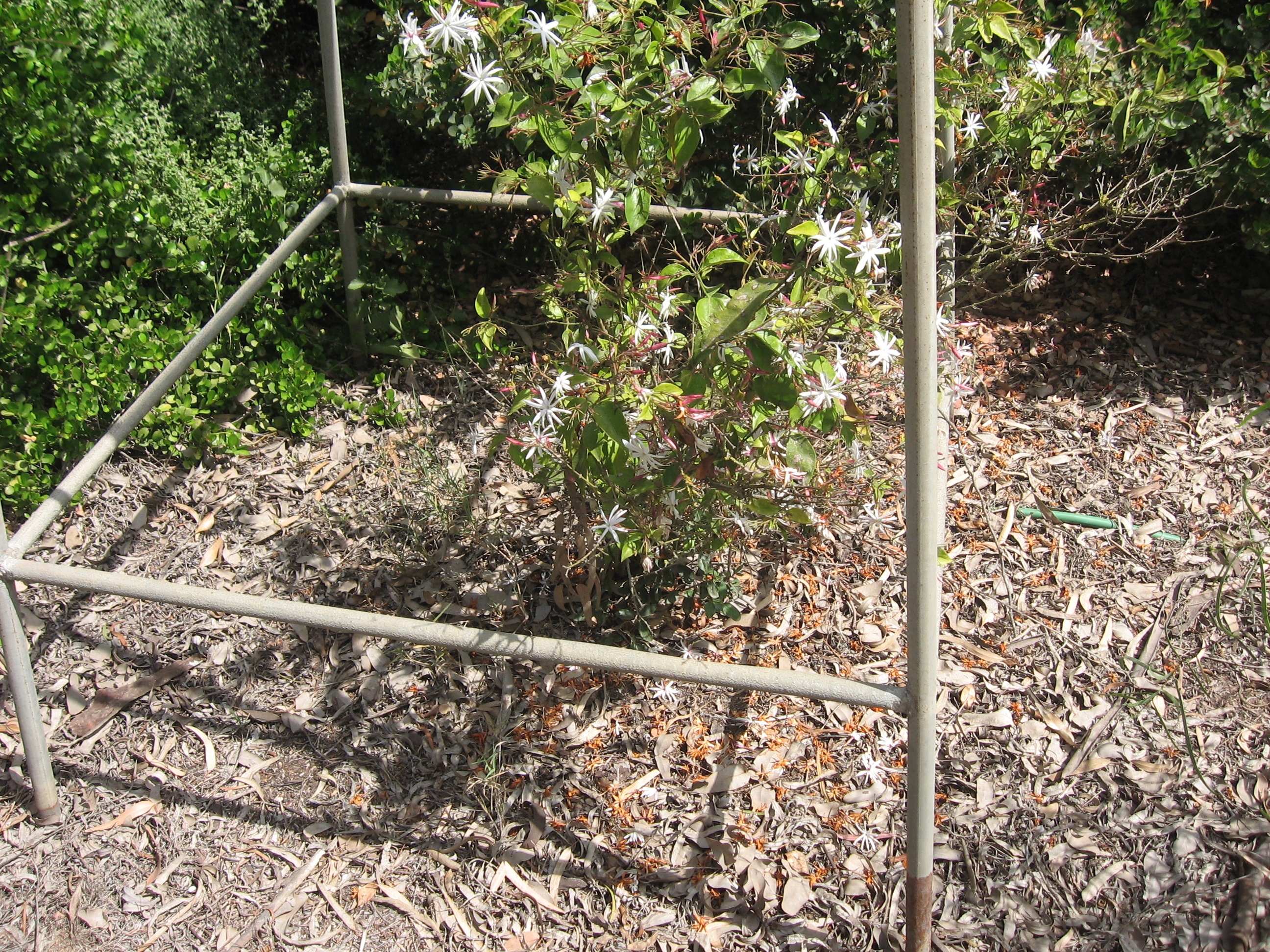 jasminum nitidum